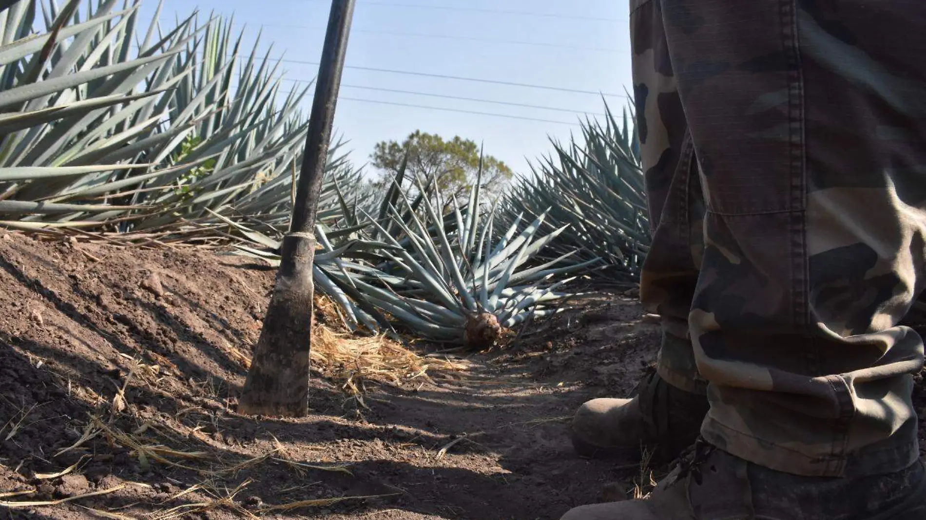 Agave-Deforestación  (2)